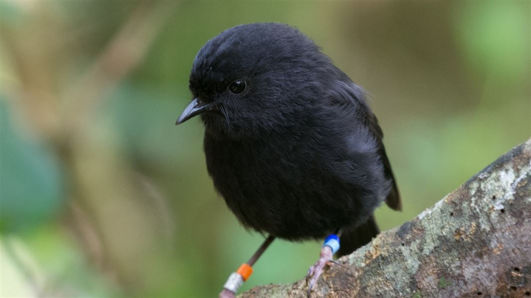 Chatham Islands’ black robin | 2026“年度鸟儿”评选结果出炉 娇小黑鸟终于夺冠！